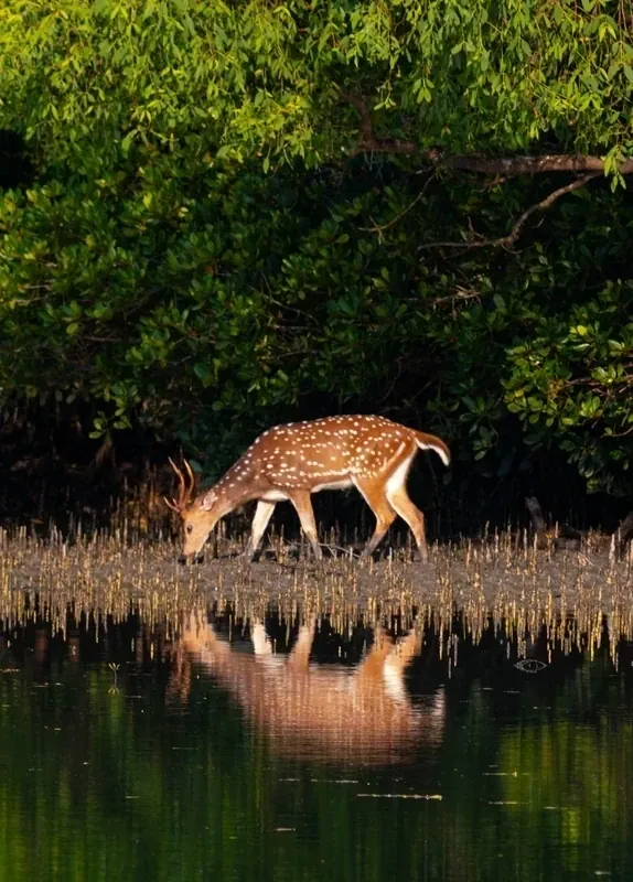 Spotted Deer